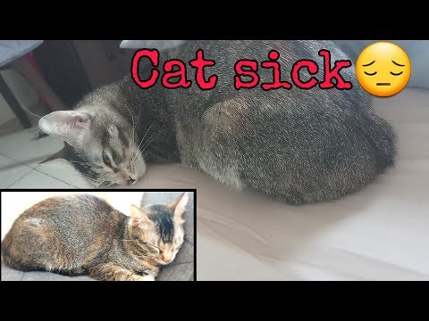 Cat is sick|Going to vet for blood test again|