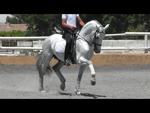 Advanced Andalusian PRE Stallion 2017 - 1,72 m (#MP776)
