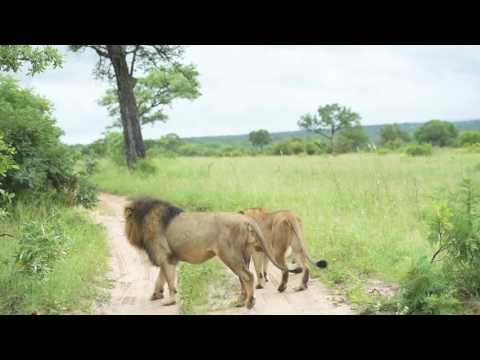 Majingilane 3-tooth Singita 2017