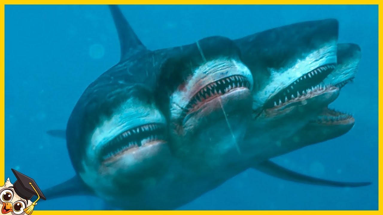 10 Tiburones Que Nacen Solo Una Vez Cada Mil Años