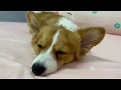 Home dog daily life Moshi and berry 