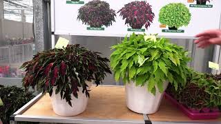 California Spring Trials 2026: Kientzler