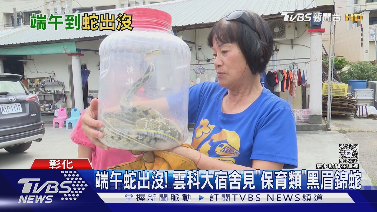 影音/端午蛇出沒!民宅驚見「比人高巨蛇」 專家:敵不動我不動