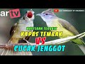 Masteran Burung Kapas Tembak VS Cucak Jenggot 100 Ampuh Cepat Masuk Dan Tidak Bikin Stres Burung