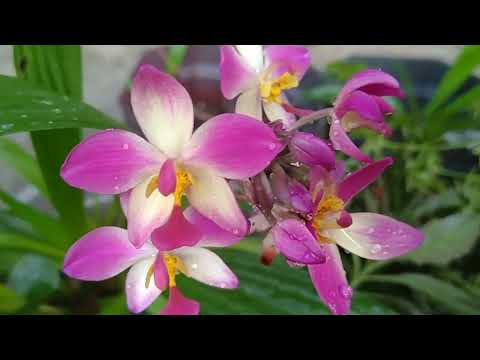 , title : 'orkid pinang / Spathoglottis plicata'