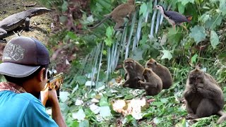 Download lagu BERBURU MONYET EKOR PANJANG/KERA LIAR YANG MERUSAK KEBUN WARGA.. mp3