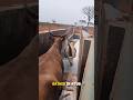 Cows Cleaning in America 🤯