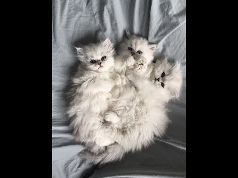 Love Persians Series: How to Comb/Brush your Persians Kitten Featuring Beau