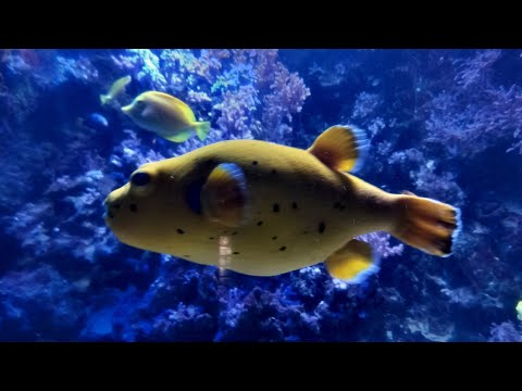 Vedenalainen seikkailu Sea Life Helsinki