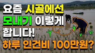 하루 인건비 100만원? 요즘 시골에서는 모내기 포기하는게 맞을까요? 모내기 모심기 이앙기 농사
