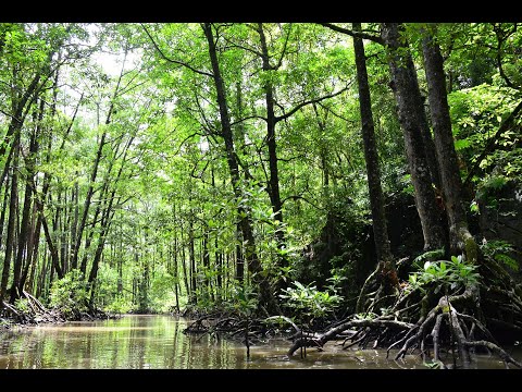 Experiments on the Linking Ground ForestInventory and NDVI in Mapping above Ground Carbon Stock in