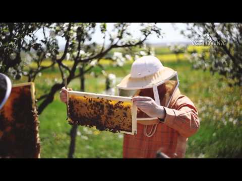 Medovina - Včelovina - Naše včely