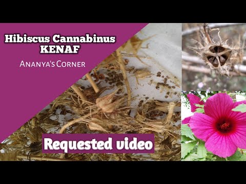 image-What is Hibiscus Cannabinus used for?