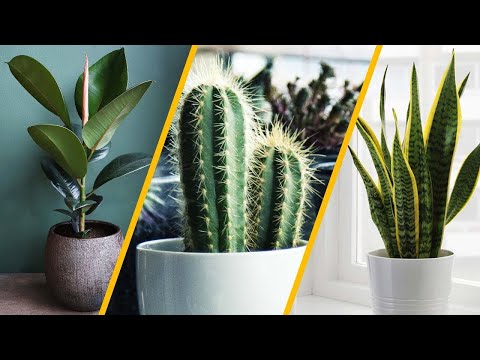 , title : '10 BEST INDOOR PLANTS FOR YOUR ROOM'