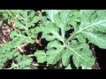 Watermelon Plants Summer 2012