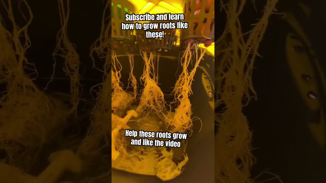 Increase Your Plant’s Root Size With DWC