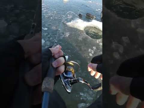 Early Ice 5lb Walleye (Hookset)
