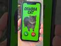 OIIAOIIA CAT is calling me
