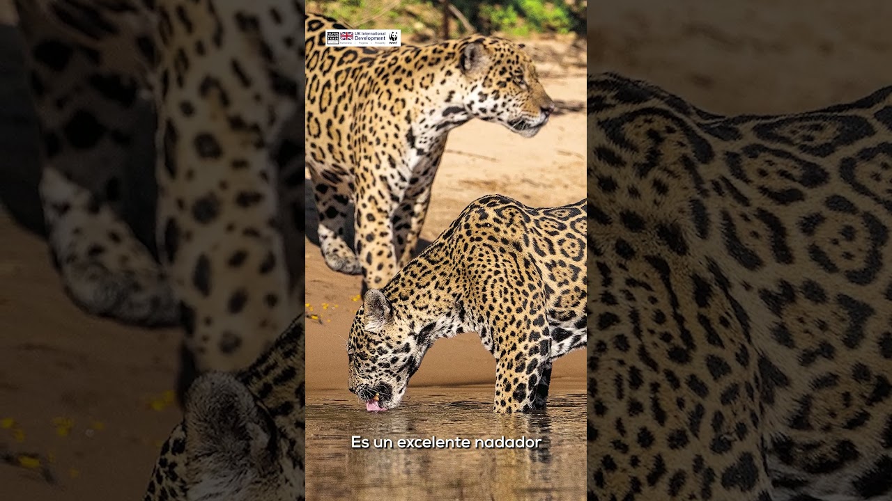 Datos sorprendentes del jaguar en Bolivia