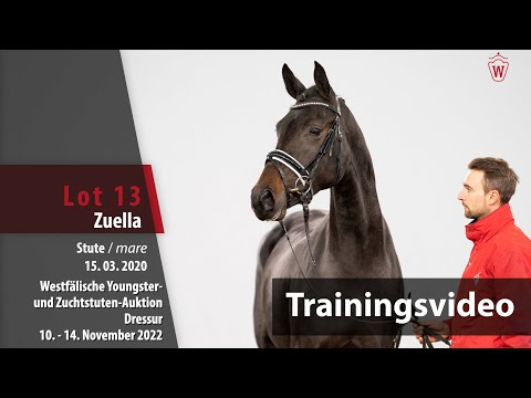 Online-Auktion Trainingsvideo Lot 13 Zuella Stute v. Zackorado - Rocky Lee