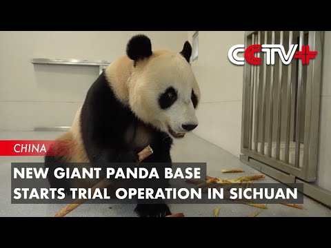 New Giant Panda Base Starts Trial Operation in Sichuan