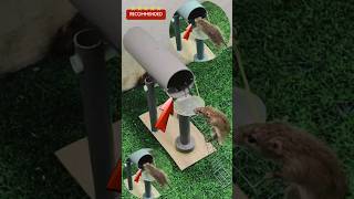 Download lagu Perangkap Tikus Terbaik Dari Pipa Paralon #shorts #tikus #perangkap #2024 mp3
