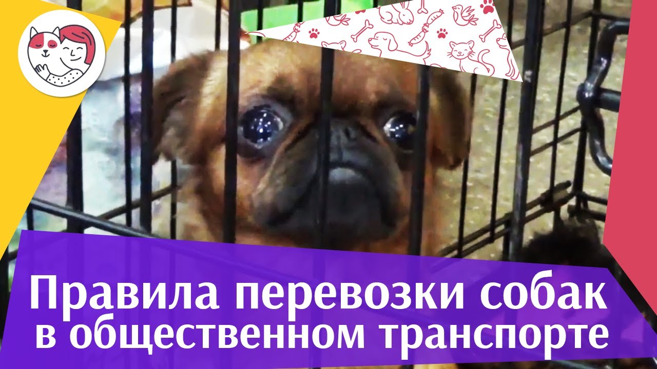4 правила перевозки собак в общественном транспорте на ilikepet