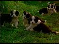 Opening To Babe 1996 Demo VHS