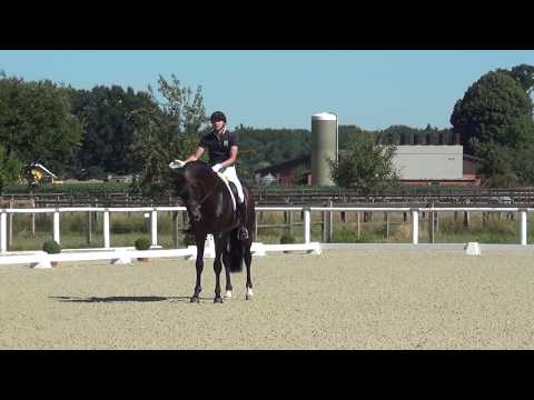 REVOLUTION & Andreas Helgstrand - 2. WM-Sichtung 2018