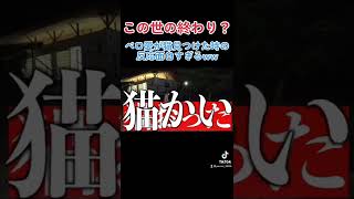 ペロ愛男爵が猫見つけた時の反応面白すぎるww#レイクレ #レイクレ切り抜き #レイクレしか勝たん #レイクレ天下統一