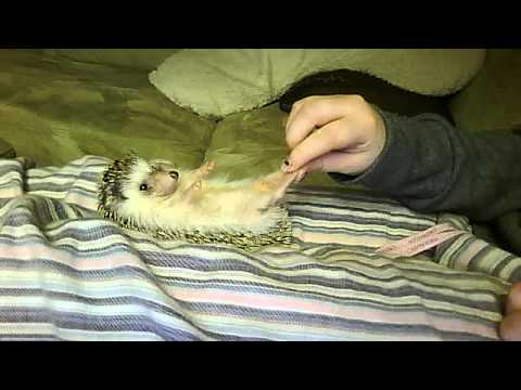 Scratching the belly of hedgehog Scratching the belly of hedgehog