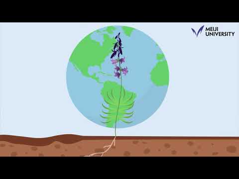 Discovering the hidden power of plants that saves us from human crises -by SETO Yoshiya