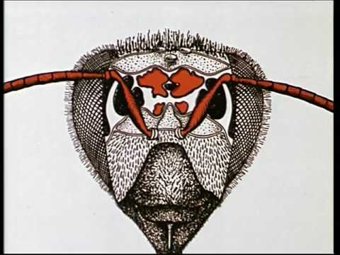 Das Rüsselreflexverhalten der Bienen