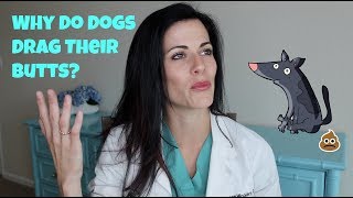 Why Do Dogs Drag Their Butts?
