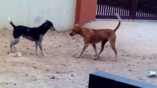 Street Dogs Fighting Video 2017