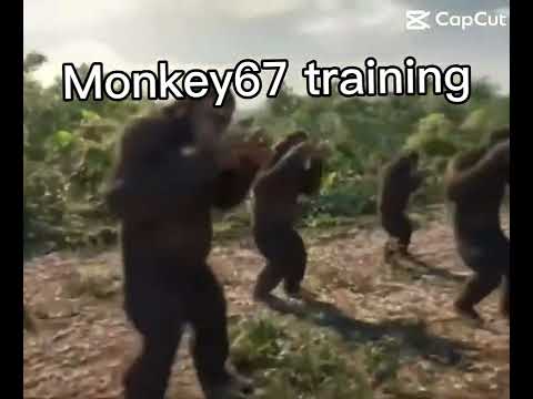 Training for Monkey41 