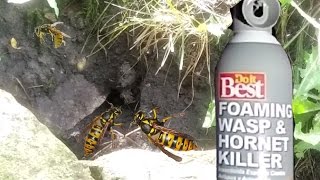 How To KILL a Ground Wasp or Yellow Jacket Nest. EASY WAY