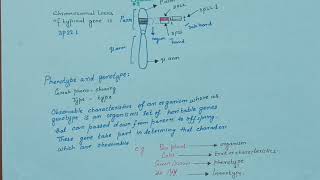 Intro to gene, allele and gene pool