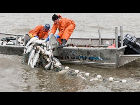 Most Satisfying Sea Fishing Videos - Amazing Gill Net Fishing Line Catching Big Fish