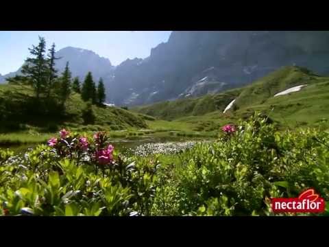 download lagu mp3 mp4 Swiss Honey, download lagu Swiss Honey gratis, unduh video klip Swiss Honey