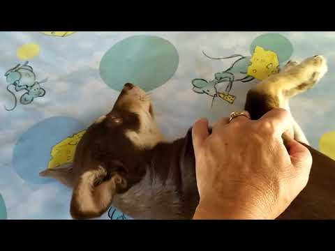 Манюньки  сделали укол,Малыш переживает.