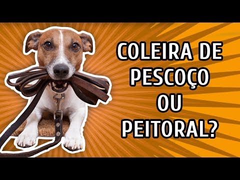 download lagu mp3 mp4 Coleira Que Nao Embola O Pelo, download lagu Coleira Que Nao Embola O Pelo gratis, unduh video klip Coleira Que Nao Embola O Pelo