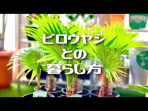 園芸 フォルモサヤシ、タイワンヤシ、ドワーフシュガーヤシ