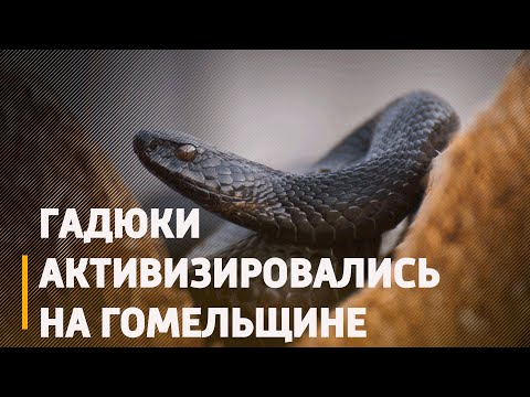 Ступайте осторожно! В лесах на Гомельщине активизировались гадюки видео