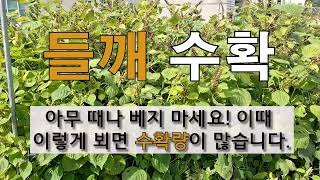 들깨 수확 아무 때나 베지 마세요 이때 이렇게 뵈면 수확량이 많습니다. #주말농장 #들깨 수확하기.