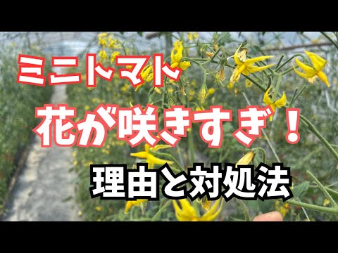苗が成長しないのはなぜですか?それを修正するにはどうすればよいですか?  庭園