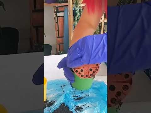 Bu yöntemi deneyelim #maymunah #flowers #cactus #çiçek #çiçekbakimi #çiçekbakımı #food #cicek