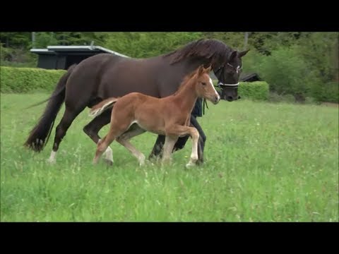 *2019 Stute von Secret - Dancier (Halbschwester zu Vivino)