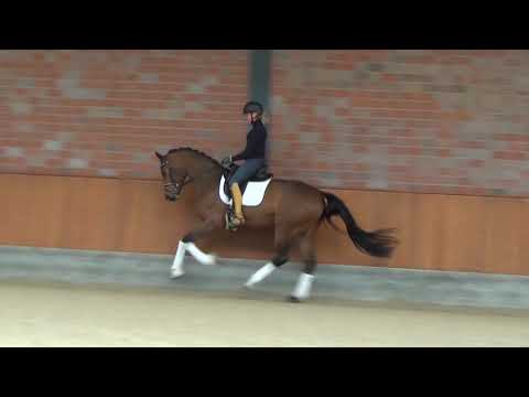 Hof Brüning - Davallia v. Don Juan de Hus - Contendro I, Stute, geb. 2016