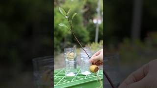 2026、今年のアボカド水耕栽培 8月5日 #garden #nature #園芸